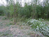 В июле 2005г. на ЛС начали впервые косить траву. Однако при этом были спилены 2 берёзки, полтора десятка кустов, и несколько мелких деревьев.